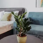 Apartman House, Nirvana Ii,
