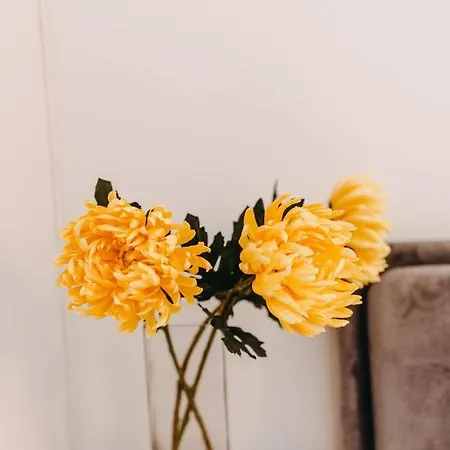 House, Nirvana Ii, * פאטרה